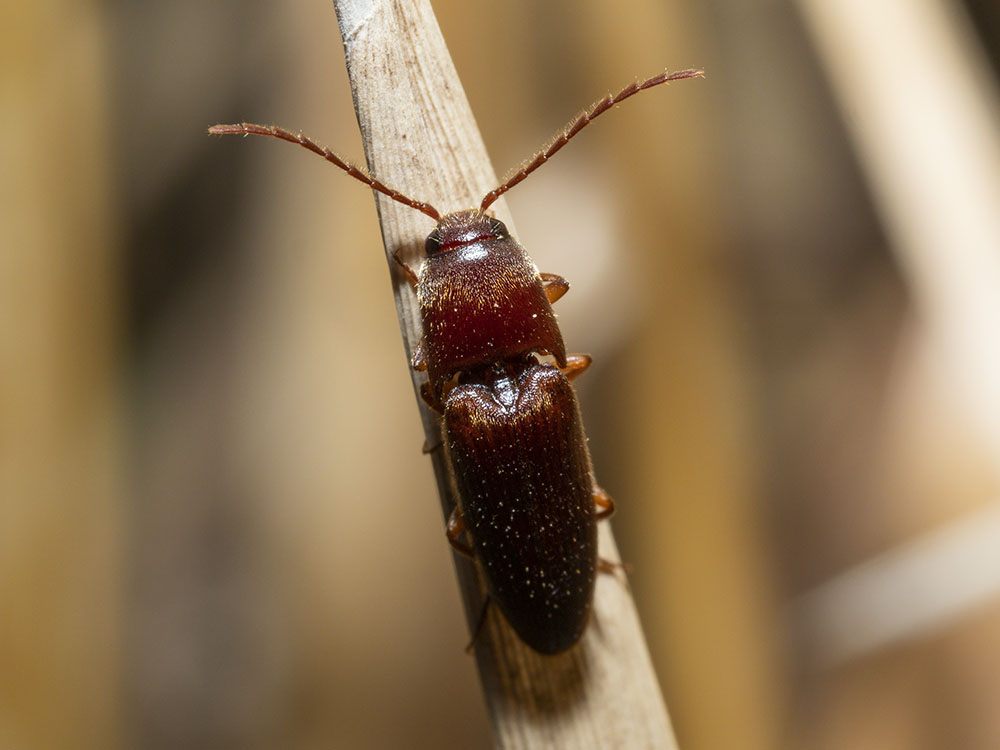 Elateridae: Mulsanteus guillebeaui